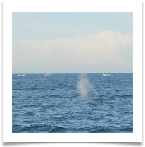 whale watching in sri lanka - Jane Turner